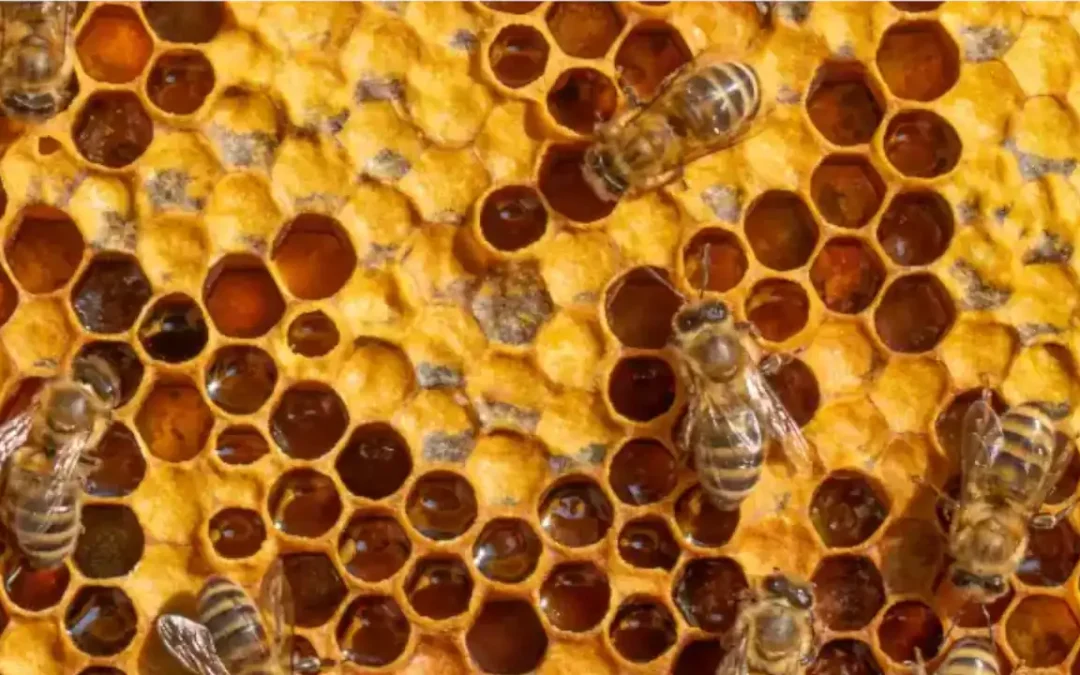 La apicultura: clave para una agricultura sostenible